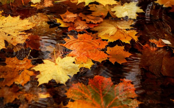 Кленовые листья на воде