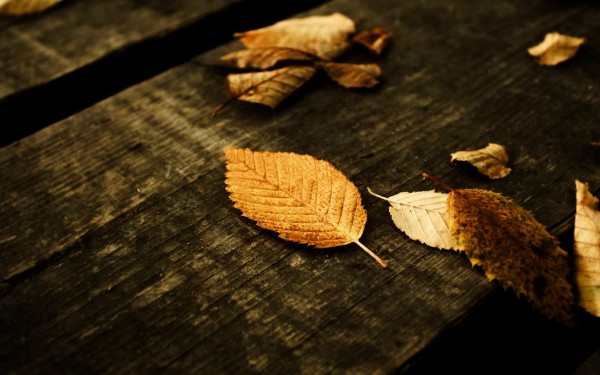 Листья на скамье