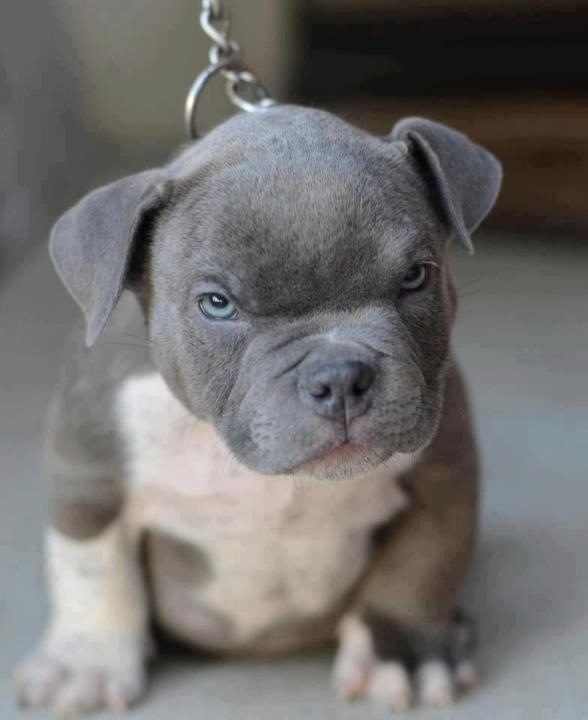cute-blue-nose-pitbull-puppies-nzktt2hjf