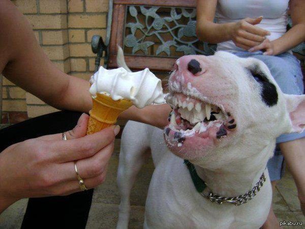 Бультерьер ест мороженое.