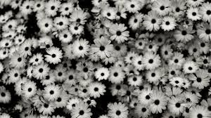 Красивые черно-белые картинки на рабочий стол (35 фото)