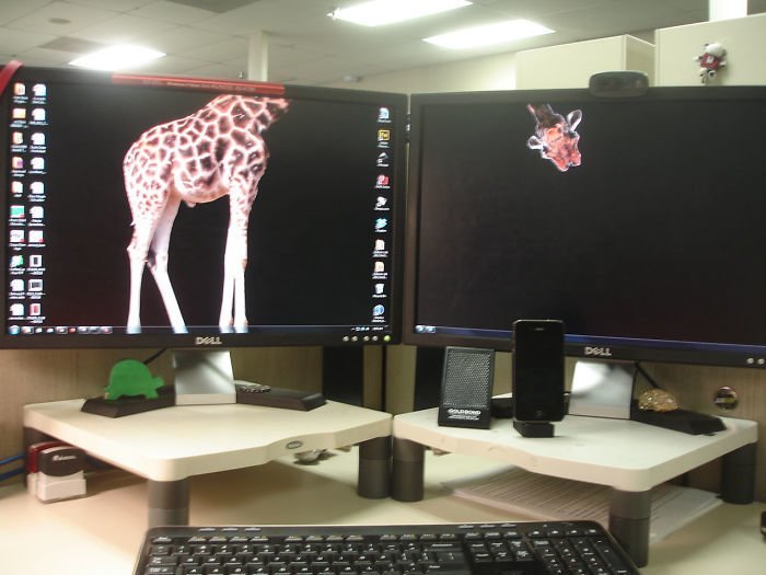 Жираф поместился заставка, идея, монитор, обои, подборка, рабочий стол, фон, фотография