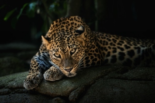 Обои Leopard in Night HD на телефон Xiaomi Mi 4