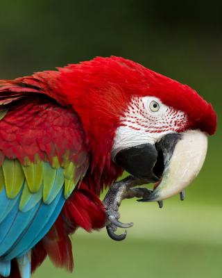 Обои Green winged macaw для Samsung Steel