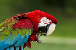 Обои Green winged macaw на Xiaomi Redmi Note