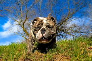 Картинка Bulldog для HTC Vivid
