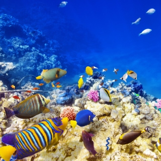 Картинка Diving in Tropics на телефон iPad mini
