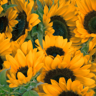 Обои Sunflowers на телефон iPad mini