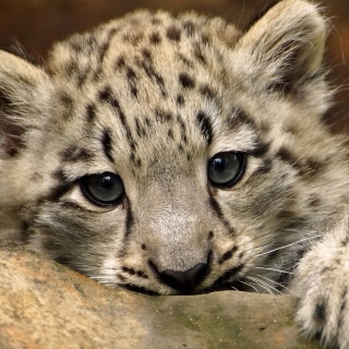 Картинка Small Snow Leopard HD на телефон iPad mini