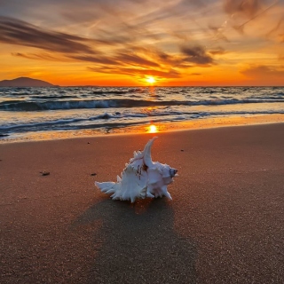 Обои Sunset on Beach with Shell для iPad mini