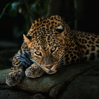 Картинка Leopard in Night HD на телефон iPad