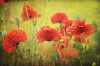 Картинка Red Poppies на телефон Huawei Ascend X