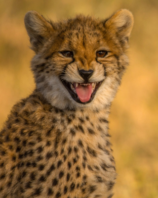 Картинка Cheetah in Kafue National Park для iPhone 8