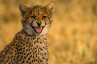 Обои Cheetah in Kafue National Park для HTC J