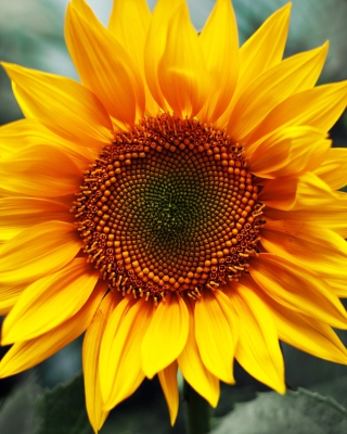 Картинка Sunflower на 132x176