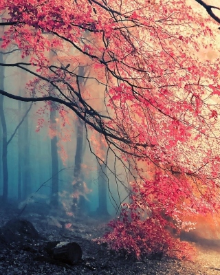 Обои Misty Autumn Forest and Sun для iPhone 5S