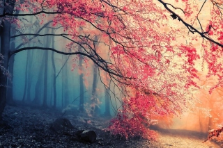 Картинка Misty Autumn Forest and Sun на телефон Lenovo S890