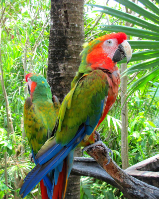 Картинка Macaw parrot Amazon forest для телефона и на рабочий стол iPhone 6