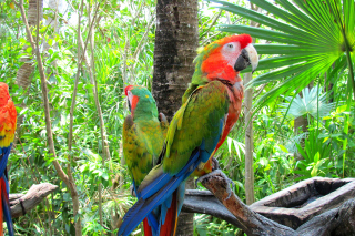 Обои Macaw parrot Amazon forest для телефона и на рабочий стол Xiaomi Mi 4
