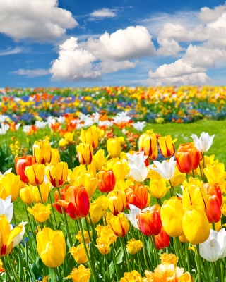 Обои Colorful tulips для iPhone 5S