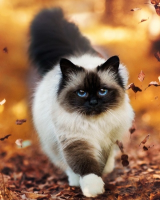 Картинка Siamese autumn cat для телефона и на рабочий стол Samsung Smooth