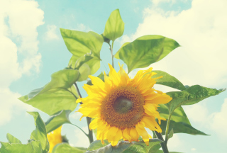Картинка Sunflower для андроид