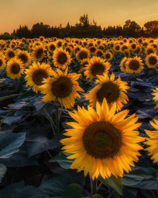Картинка Prettiest Sunflower Fields для iPhone 4S
