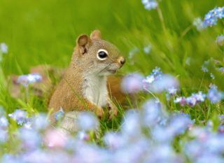 Картинка Funny Squirrel In Field для андроид