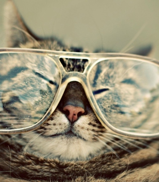 Обои Serious Cat In Glasses для телефона и на рабочий стол 132x176