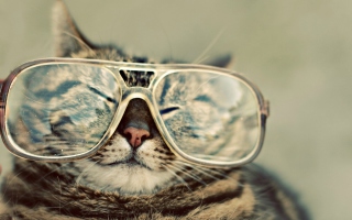 Обои Serious Cat In Glasses на андроид