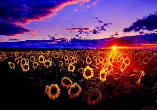 Картинка Sunflowers на Android