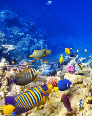 Картинка Diving in Tropics на телефон 1080x1920