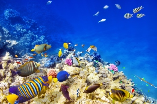 Картинка Diving in Tropics на телефон Widescreen Desktop PC 1680x1050