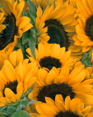 Обои Sunflowers на телефон 1080x1920