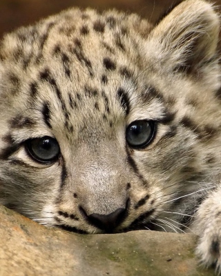 Картинка Small Snow Leopard HD для 1080x1920