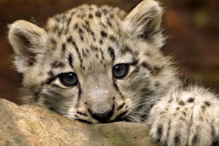 Картинка Small Snow Leopard HD для 1280x1024