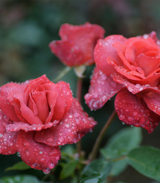 Картинка Dew Drops On Beautiful Red Roses на телефон Samsung Smooth