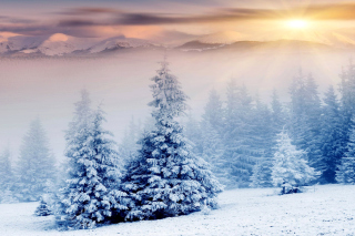 Обои Winter Nature in Prisma Editor на телефон Xiaomi Mi 4