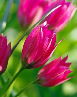 Обои Pink Tulips на телефон iPhone 4S
