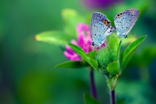 Обои Blue Butterflies On Green Leaves для андроид