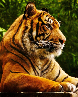 Обои Royal Bengal Tiger на телефон iPhone 6 Plus