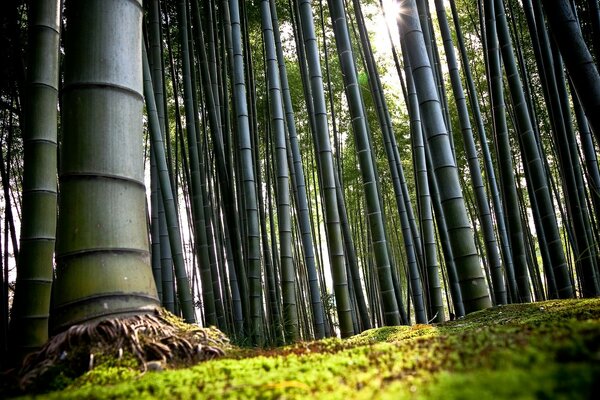 Лес бамбук