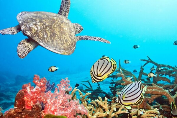 черепаха и рыбки возле кораллов