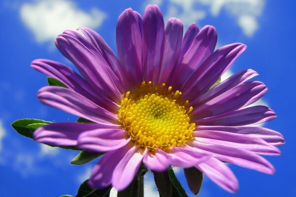 Весна фиолетовый цветок