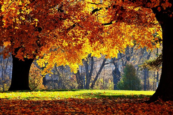 Осенние краски на деревья