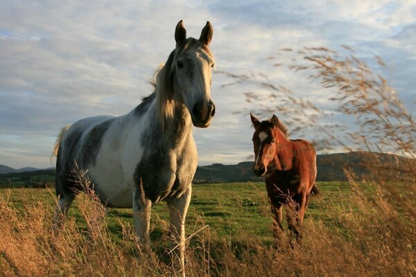 пара лошадей в поле