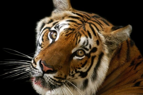 тигр на черном фоне с кровью на морде