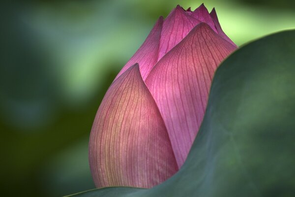 Цветок лотоса