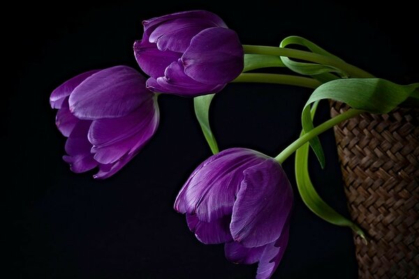 Фиолетовый тюльпаны