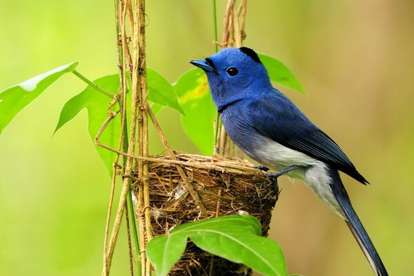 Одноместный синяя птица